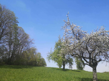 Bild - 3-Zimmer-Wohnung mit eigenem Zugang und Terrasse
